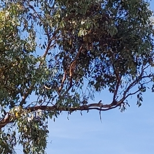 Artamus leucorynchus at Wirlinga, NSW - 15 Feb 2023