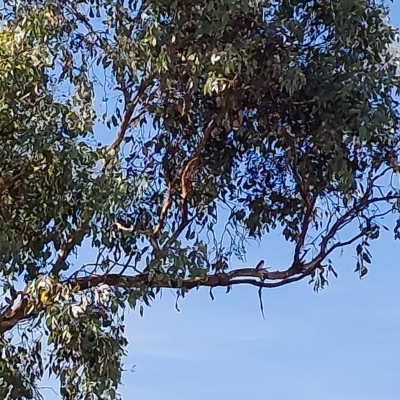 Artamus leucorynchus (White-breasted Woodswallow) at Albury - 15 Feb 2023 by RobCook