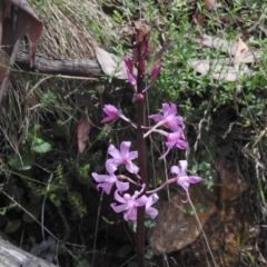 Dipodium roseum (Rosy Hyacinth Orchid) at Cotter River, ACT - 16 Feb 2023 by JohnBundock
