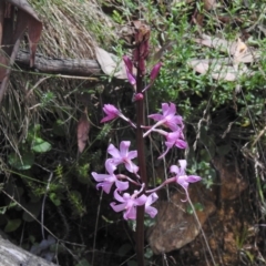 Dipodium roseum (Rosy Hyacinth Orchid) at Namadgi National Park - 16 Feb 2023 by JohnBundock