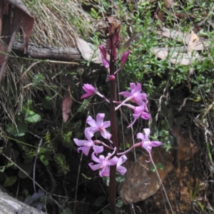 Dipodium roseum at Cotter River, ACT - suppressed