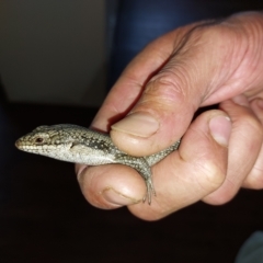 Egernia striolata (Tree Skink) at Albury - 16 Feb 2023 by RobCook