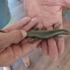 Egernia striolata at Albury - 16 Feb 2023