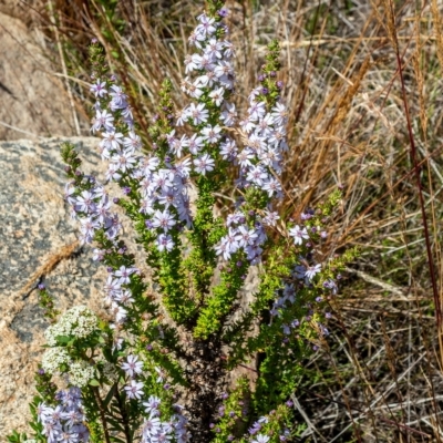 Olearia stricta var. parvilobata at Namadgi National Park - 15 Feb 2023 by Philip