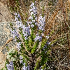 Olearia stricta var. parvilobata at Tennent, ACT - 15 Feb 2023 by Philip