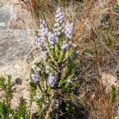 Olearia stricta var. parvilobata at Tennent, ACT - 15 Feb 2023