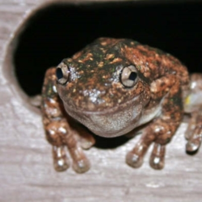 Litoria peronii (Peron's Tree Frog, Emerald Spotted Tree Frog) at Aranda, ACT - 3 Jan 2007 by KMcCue