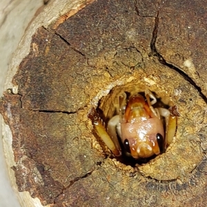 Gryllacrididae (family) at Wirlinga, NSW - 22 Jan 2023