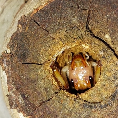 Gryllacrididae (family) (Unidentified Raspy Cricket) at Albury - 22 Jan 2023 by RobCook