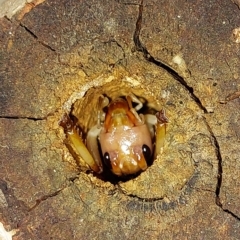 Gryllacrididae (family) at Wirlinga, NSW - 22 Jan 2023