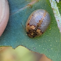 Paropsisterna m-fuscum (Eucalyptus Leaf Beetle) at Weetangera, ACT - 16 Feb 2023 by trevorpreston