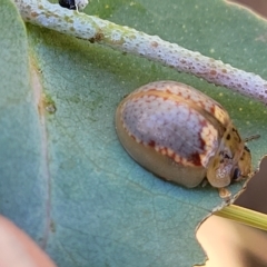 Paropsisterna m-fuscum at Weetangera, ACT - 16 Feb 2023