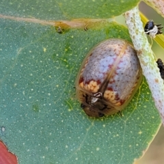 Paropsisterna m-fuscum at Weetangera, ACT - 16 Feb 2023