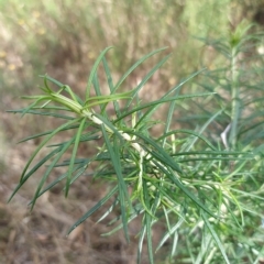 Cassinia longifolia (Shiny Cassinia, Cauliflower Bush) at Wanniassa Hill - 16 Feb 2023 by KumikoCallaway