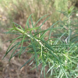 Cassinia longifolia at Fadden, ACT - 16 Feb 2023 04:53 PM