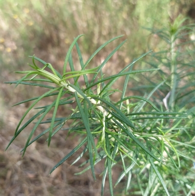 Cassinia longifolia (Shiny Cassinia, Cauliflower Bush) at Fadden, ACT - 16 Feb 2023 by KumikoCallaway