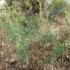 Cassinia longifolia at Fadden, ACT - 16 Feb 2023 04:53 PM