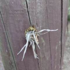 Isodontia sp. (genus) (Unidentified Grass-carrying wasp) at Albury - 22 Jan 2023 by RobCook