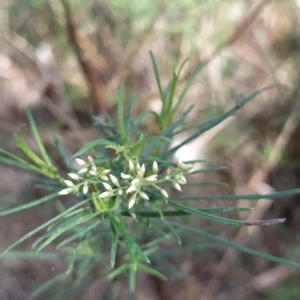 Cassinia quinquefaria at Fadden, ACT - 16 Feb 2023