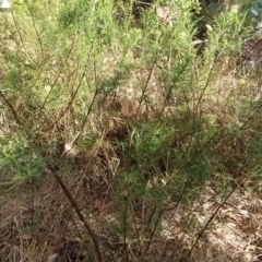 Cassinia quinquefaria at Fadden, ACT - 16 Feb 2023