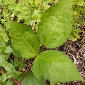 Rubus sp. at Fadden, ACT - 16 Feb 2023