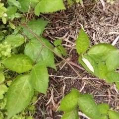 Rubus fruticosus species aggregate at Fadden, ACT - 16 Feb 2023