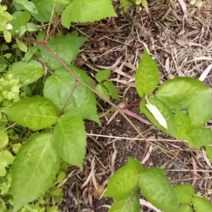 Rubus fruticosus species aggregate at Fadden, ACT - 16 Feb 2023 04:35 PM