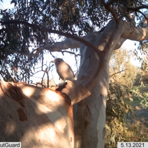 Colluricincla harmonica at Wirlinga, NSW - 13 May 2021