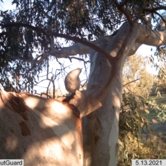 Colluricincla harmonica at Wirlinga, NSW - 13 May 2021