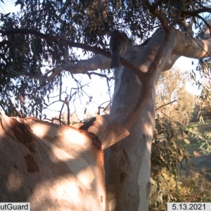 Colluricincla harmonica at Wirlinga, NSW - 13 May 2021