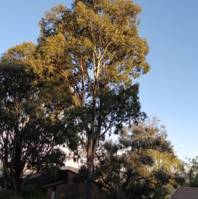 Eucalyptus polyanthemos (Red Box) at Fadden, ACT - 18 Feb 2023 by KumikoCallaway