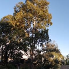Eucalyptus polyanthemos (Red Box) at Fadden, ACT - 18 Feb 2023 by KumikoCallaway