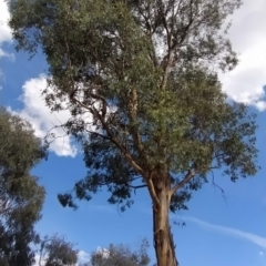 Eucalyptus polyanthemos at Fadden, ACT - 18 Feb 2023 07:18 PM