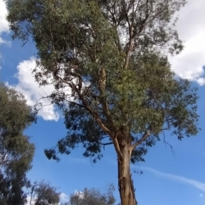 Eucalyptus polyanthemos at Fadden, ACT - 18 Feb 2023