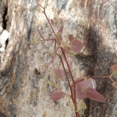 Eucalyptus polyanthemos at Fadden, ACT - 18 Feb 2023