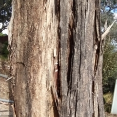 Eucalyptus polyanthemos at Fadden, ACT - 18 Feb 2023