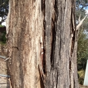 Eucalyptus polyanthemos at Fadden, ACT - 18 Feb 2023 07:18 PM