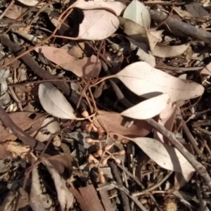 Eucalyptus polyanthemos at Fadden, ACT - 18 Feb 2023