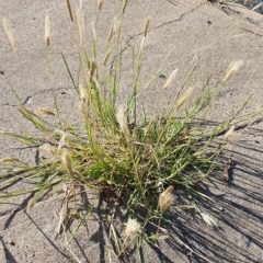 Chloris virgata (Feathertop Rhodes Grass) at Macquarie, ACT - 16 Feb 2023 by HughCo