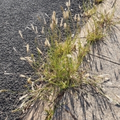 Chloris virgata at Macquarie, ACT - 16 Feb 2023