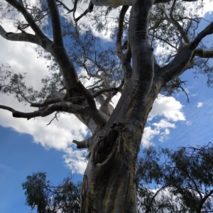 Eucalyptus rossii at Fadden, ACT - 16 Feb 2023