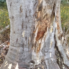 Eucalyptus rossii at Fadden, ACT - 16 Feb 2023 04:20 PM