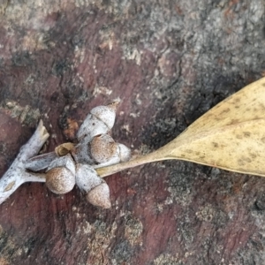 Eucalyptus rossii at Fadden, ACT - 16 Feb 2023 04:20 PM