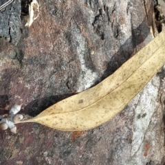 Eucalyptus rossii at Fadden, ACT - 16 Feb 2023