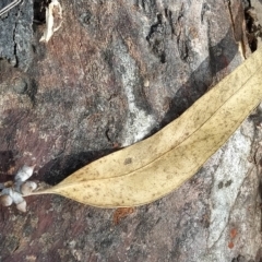 Eucalyptus rossii at Fadden, ACT - 16 Feb 2023 04:20 PM