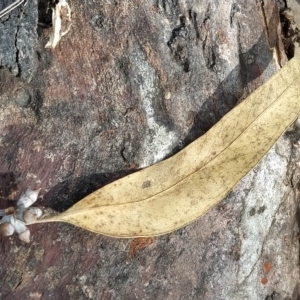 Eucalyptus rossii at Fadden, ACT - 16 Feb 2023 04:20 PM