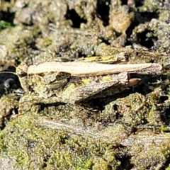 Paratettix australis (A pygmy grasshopper) at Weetangera, ACT - 16 Feb 2023 by trevorpreston