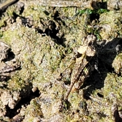 Paratettix australis (A pygmy grasshopper) at Weetangera, ACT - 16 Feb 2023 by trevorpreston