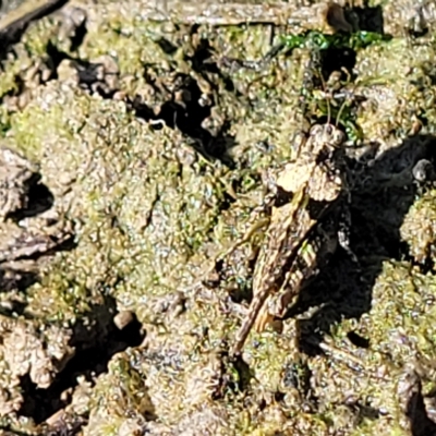 Paratettix australis (A pygmy grasshopper) at Weetangera, ACT - 16 Feb 2023 by trevorpreston