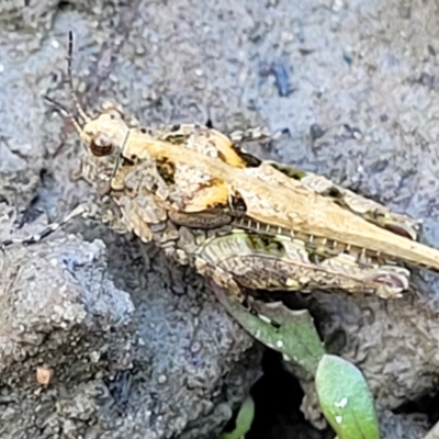 Paratettix australis (A pygmy grasshopper) at Weetangera, ACT - 16 Feb 2023 by trevorpreston